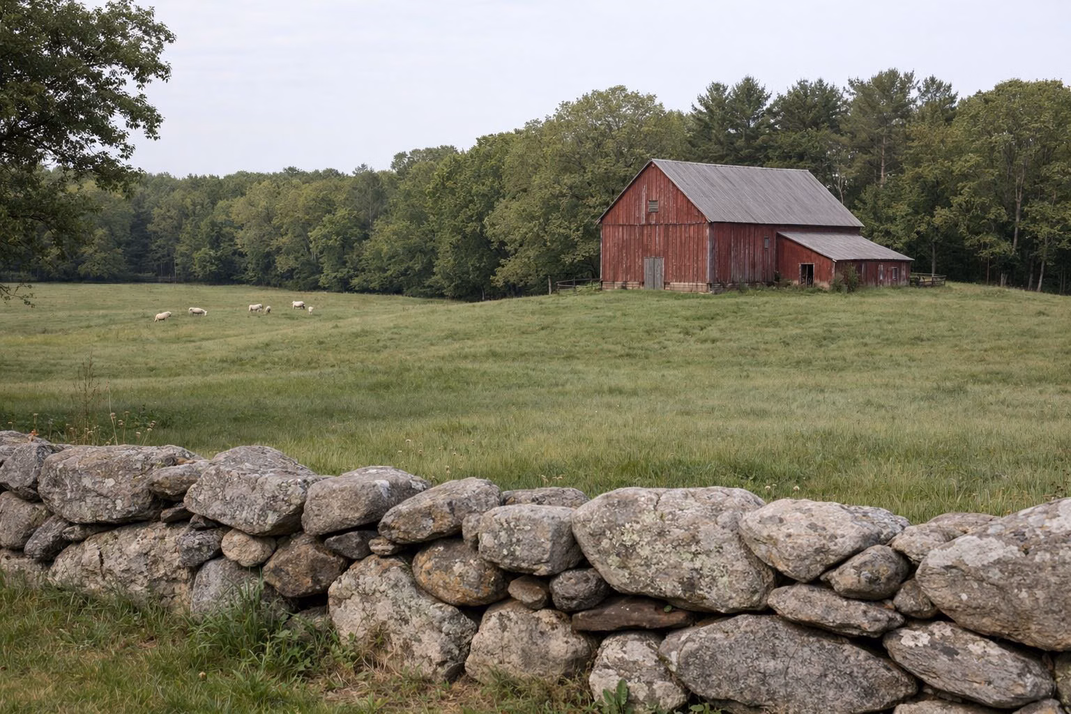 A weathered red barn on a rolling green pasture hill, sheep grazing in the distance, stone wall in front